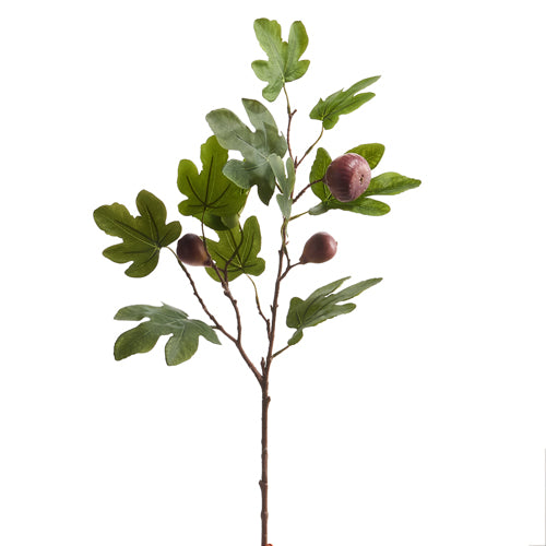 31" Fig Branch