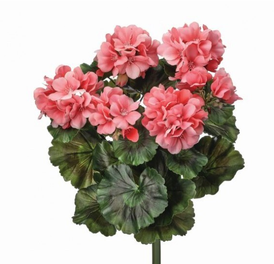 UV Protected Geranium Bush