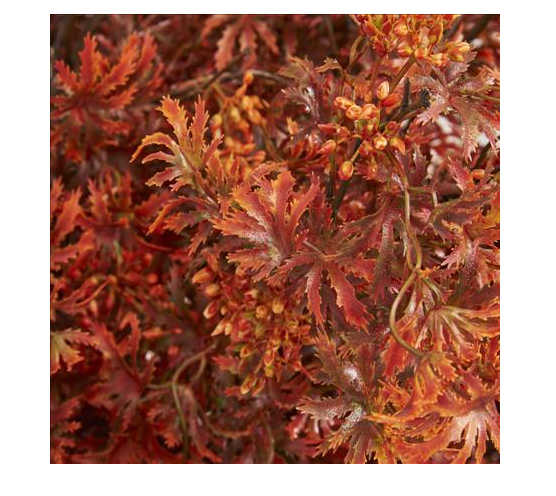 Fall Japanese Maple Stem