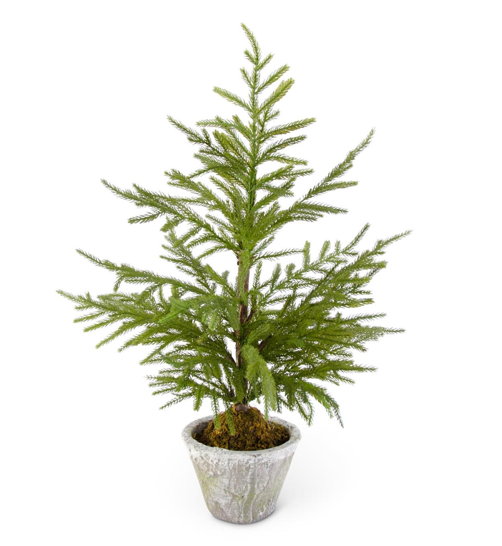 Norfolk Pine Trees in Cement Pot