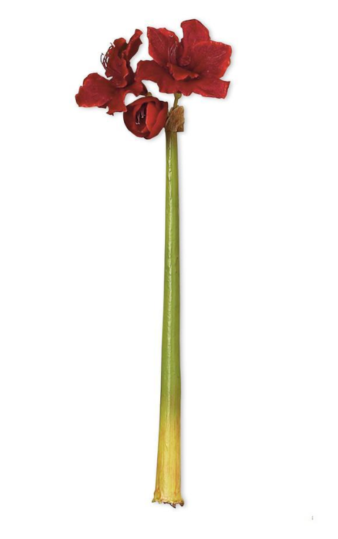 Red Amaryllis Stem