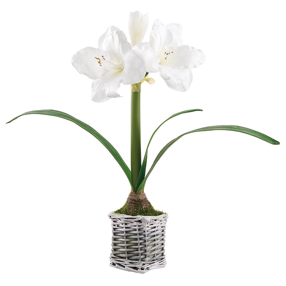 White Amaryllis in white basket