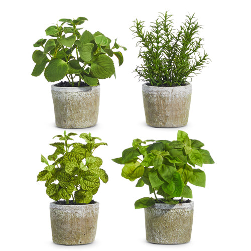 Potted Herb Plants