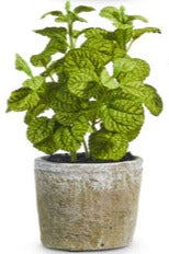 Potted Herb Plants