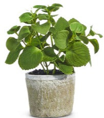 Potted Herb Plants