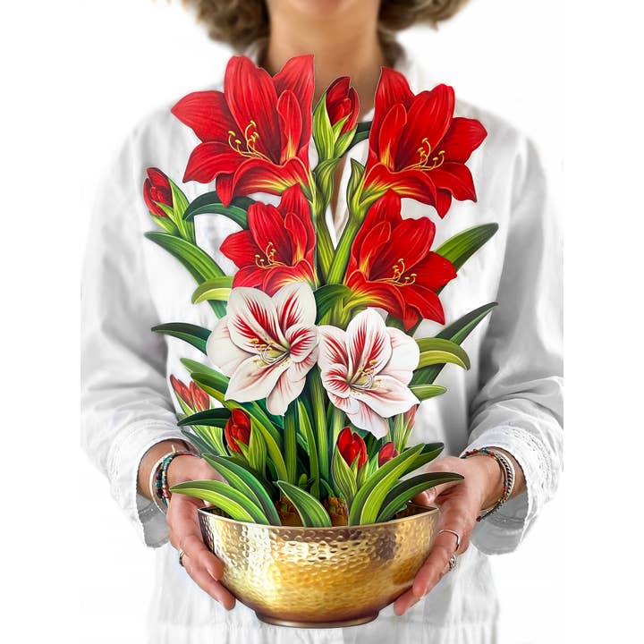 Fresh Cut Scarlett Amaryllis
