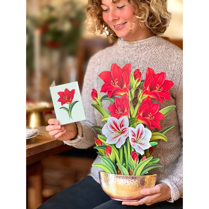 Fresh Cut Scarlett Amaryllis