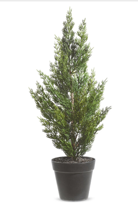 Potted Cedar Tree