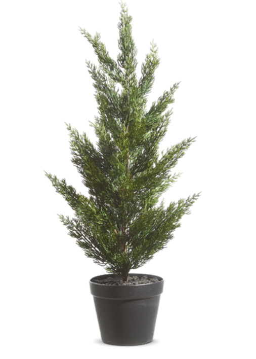 Potted Cedar Tree