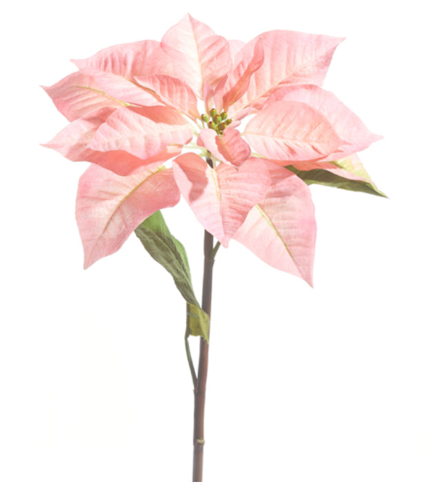 Pink Poinsettia Stem