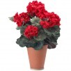 Red Velvet Potted Geranium
