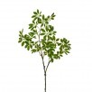 Variegated Euonymus Stem