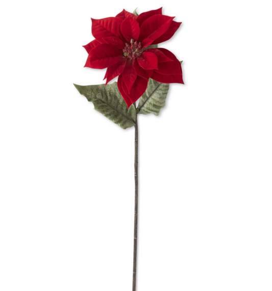 Red Poinsettia Stem