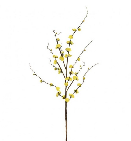 Yellow Plum Blossom Branch