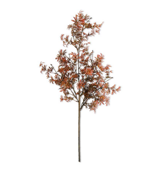 Fall Japanese Maple Stem