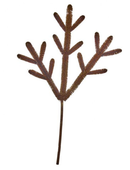 Brown Fiber Antler Spray