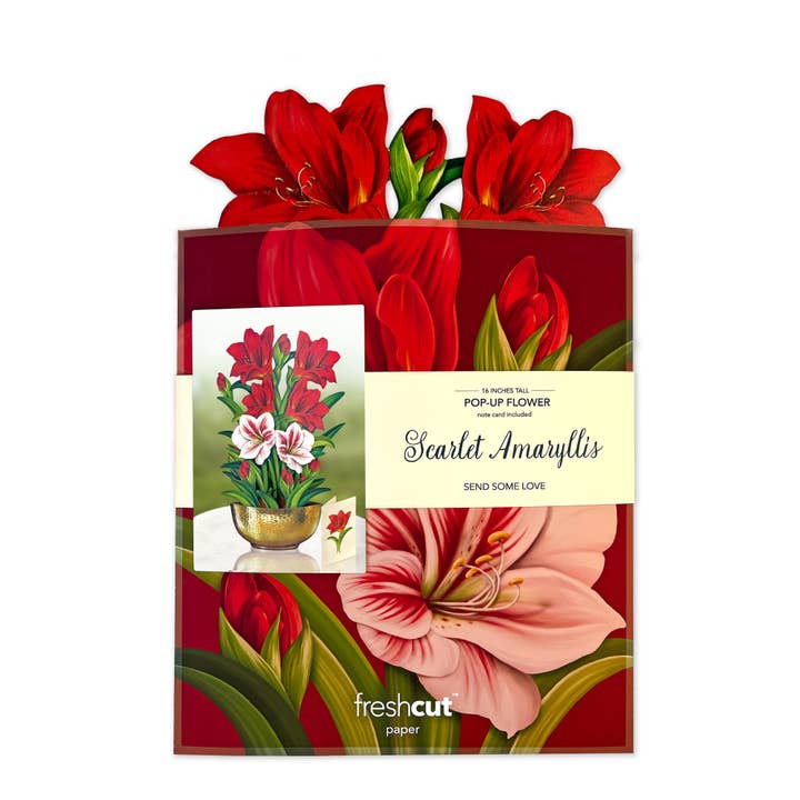 Fresh Cut Scarlett Amaryllis