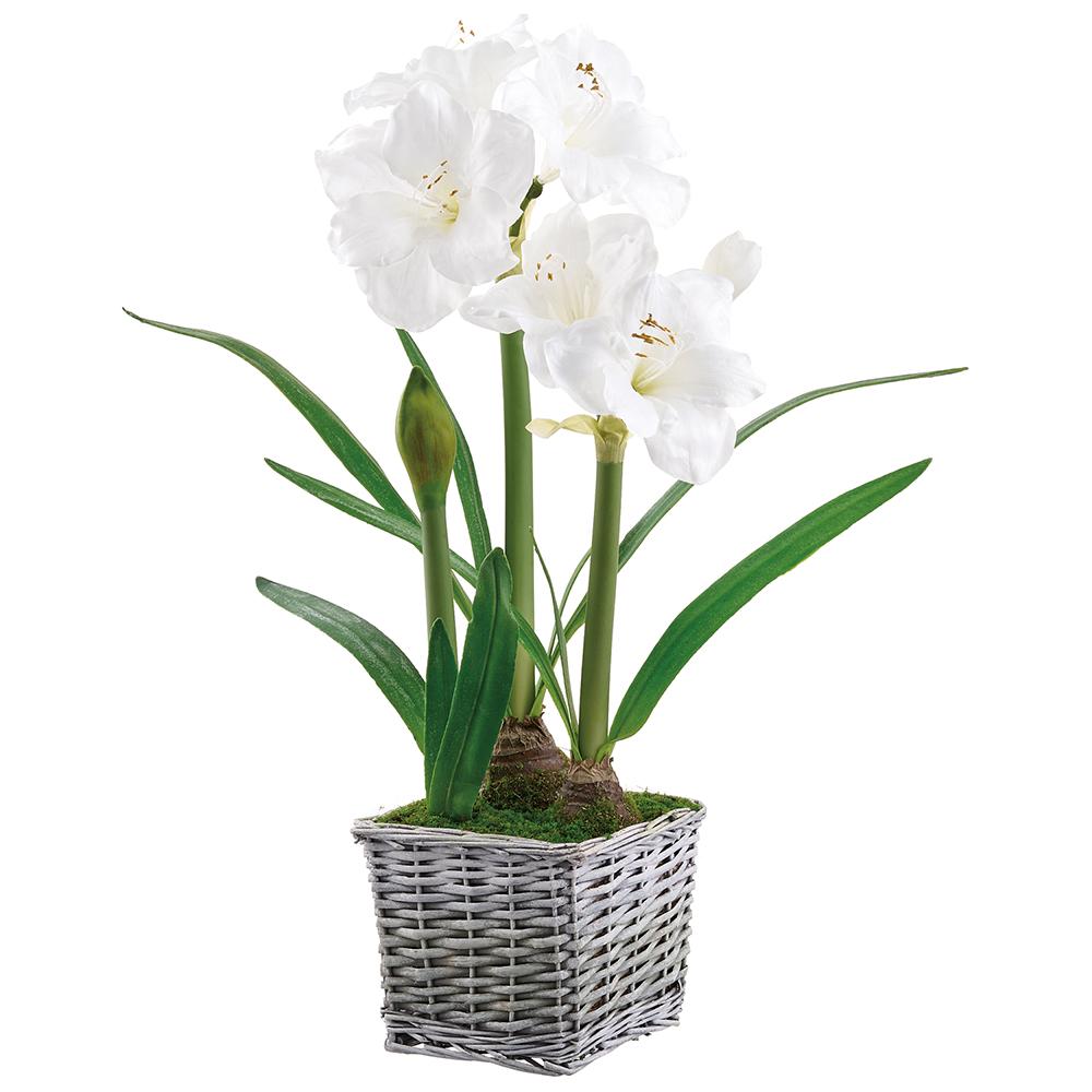 White Amaryllis in Large White Basket