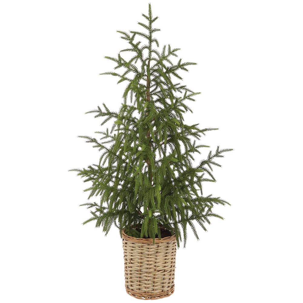 Cypress Tree in a Basket