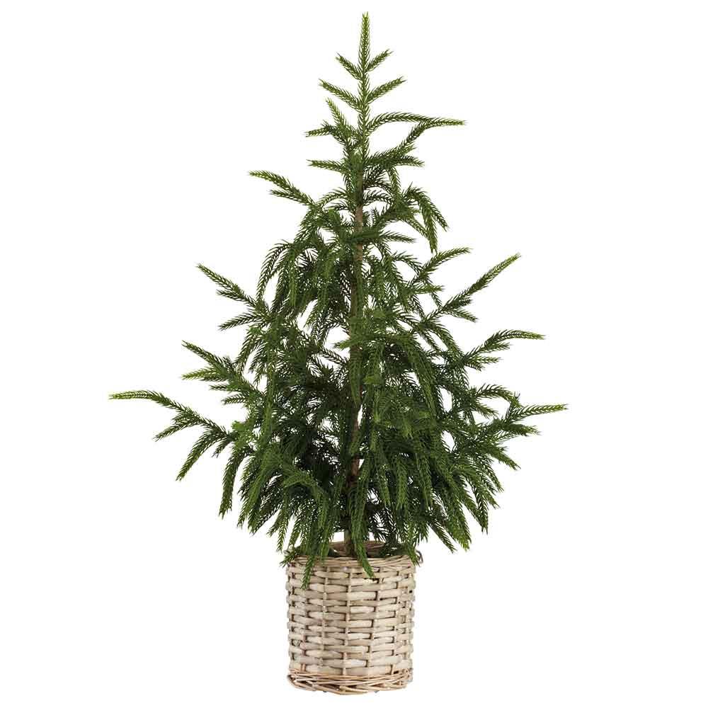 Cypress Tree in a Basket